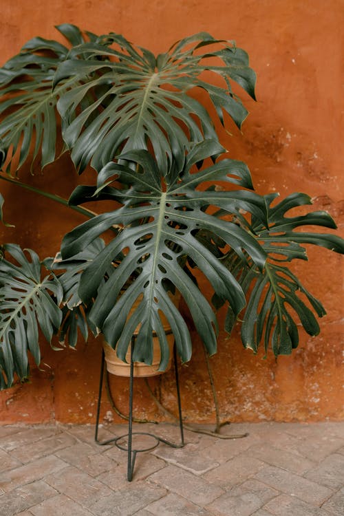 棕色煲绿色的植物 · 免费素材图片