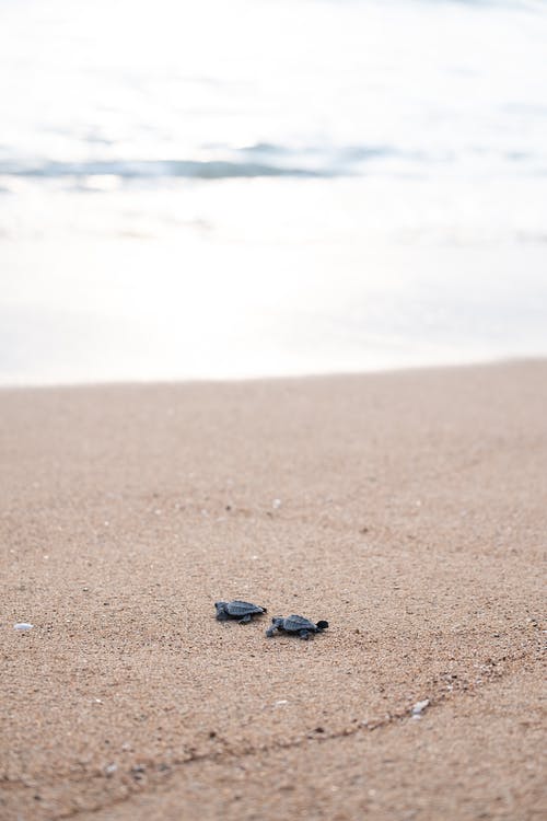蓝色和白色的石头，在褐色的沙滩上 · 免费素材图片