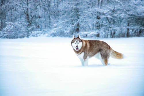 雪覆盖地面上的白色和棕色西伯利亚雪橇犬 · 免费素材图片