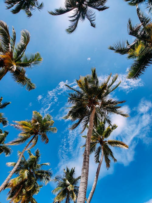 蓝蓝的天空下的棕榈树的低角度摄影 · 免费素材图片