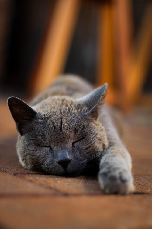 俄罗斯蓝猫躺在棕色的木桌上 · 免费素材图片