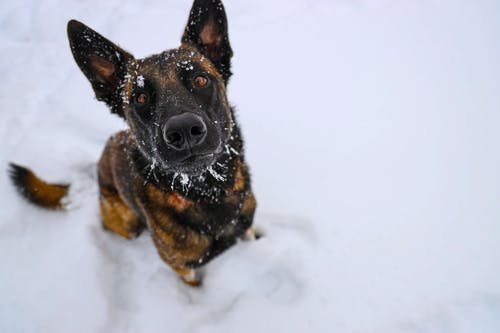 棕色和黑色短涂的狗在积雪的地面上 · 免费素材图片