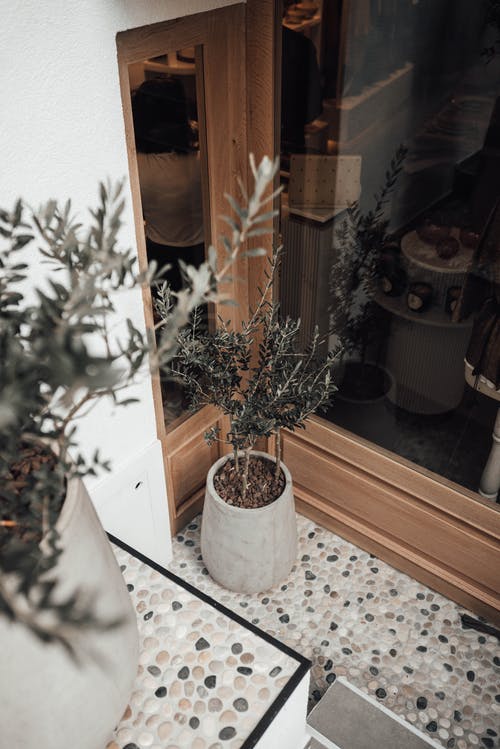白色陶瓷锅棕色植物 · 免费素材图片