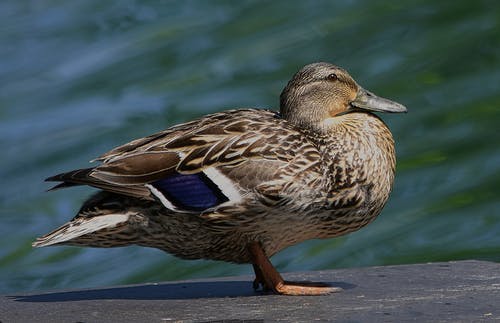 有关动物, 动物摄影, 水禽的免费素材图片