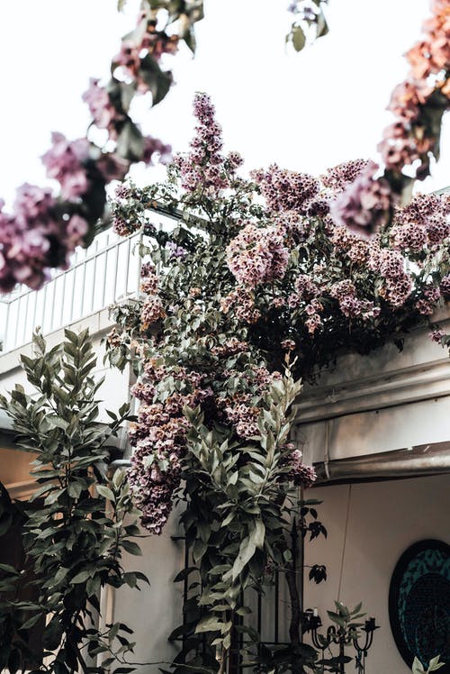 白色的木栅栏上的粉红色和白色的花朵 · 免费素材图片