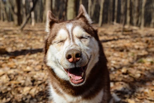 棕色和白色西伯利亚雪橇犬 · 免费素材图片
