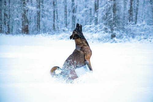 棕色和黑色短涂的狗在积雪的地面上运行 · 免费素材图片