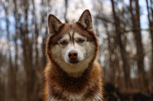 棕色和白色西伯利亚雪橇犬 · 免费素材图片