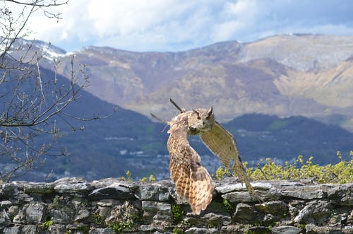 在灰色的岩石上的棕色猫头鹰 · 免费素材图片