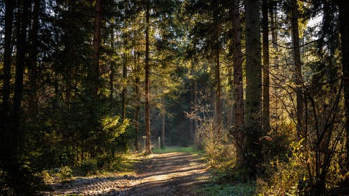 有关土, 未铺砌, 森林的免费素材图片