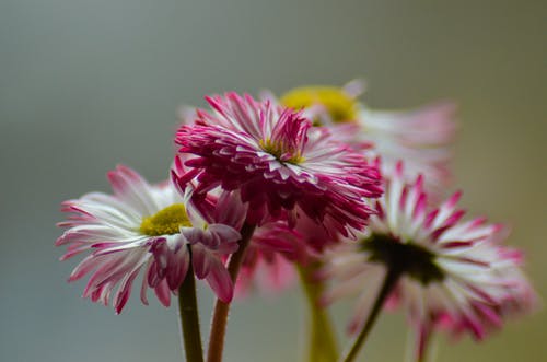 紫色和白色的花，在微距拍摄 · 免费素材图片