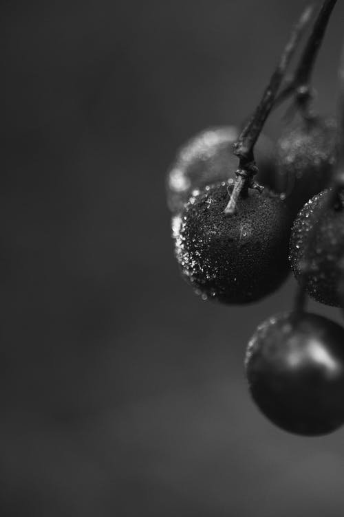 有关垂直拍摄, 干, 新鲜的免费素材图片