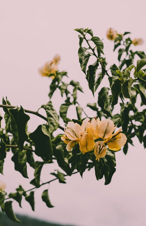 有关九重葛, 垂直拍摄, 微妙的免费素材图片