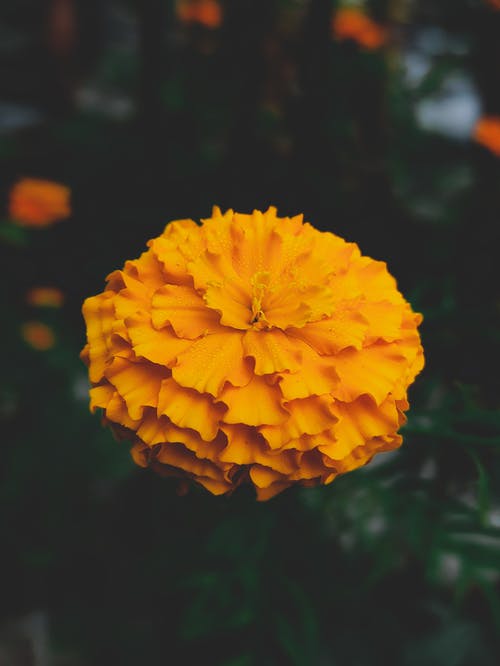 黄色花在倾斜移位镜头 · 免费素材图片