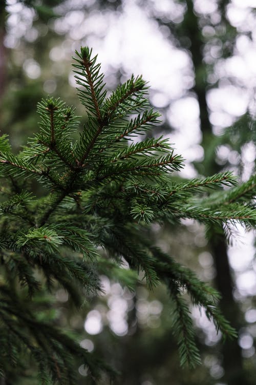 有关垂直拍摄, 户外, 景深的免费素材图片