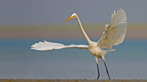白鸟飞过水体 · 免费素材图片