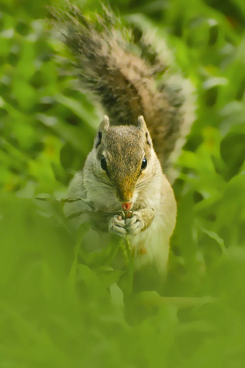 在绿色草地上的棕色松鼠 · 免费素材图片
