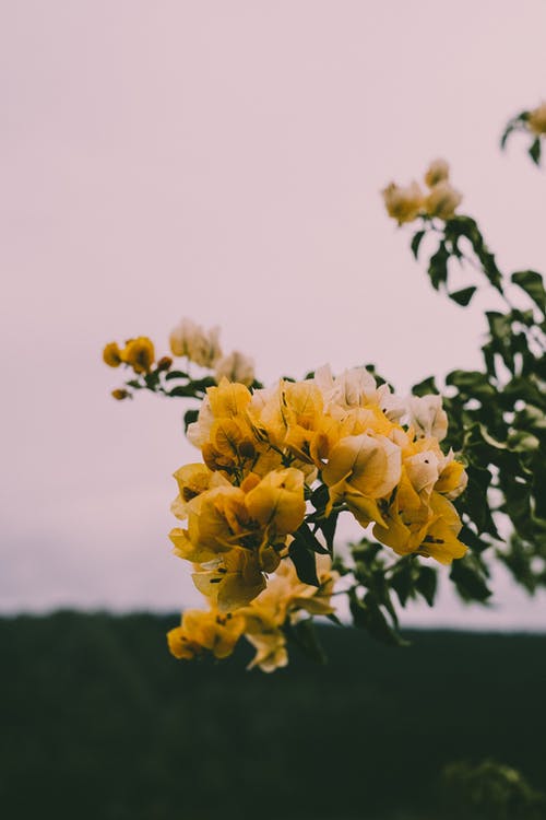 倾斜移位镜中的黄色花朵 · 免费素材图片