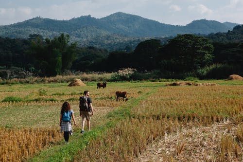 男人和女人在棕色草地上行走 · 免费素材图片