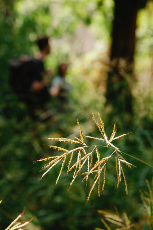 绿色和棕色植物 · 免费素材图片