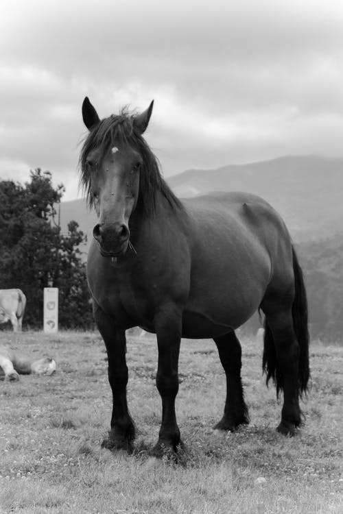 马场的灰度照片 · 免费素材图片