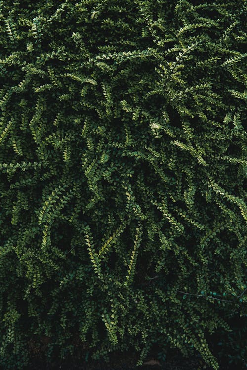 绿色和黑色花卉纺织 · 免费素材图片