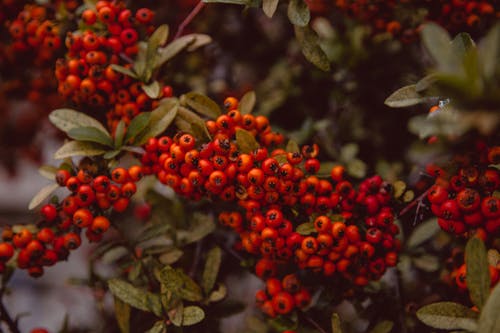 有关rowanberry, 工厂, 新鲜的免费素材图片