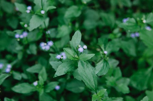 绿色的植物与水滴 · 免费素材图片