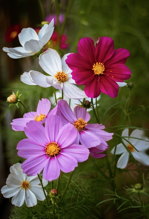 有关垂直拍摄, 增长, 天性的免费素材图片