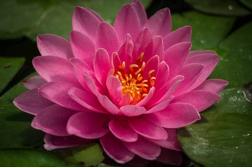 紫色的小花，绿色的叶子 · 免费素材图片