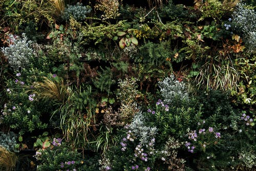 紫色的花朵，绿色的叶子 · 免费素材图片