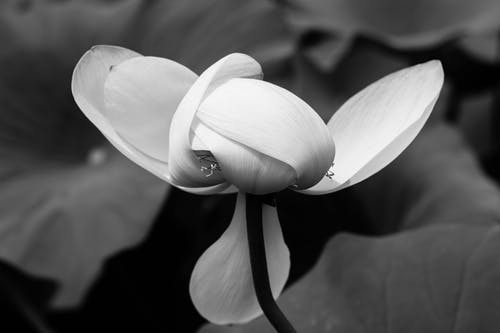 有关单色, 增长, 天性的免费素材图片