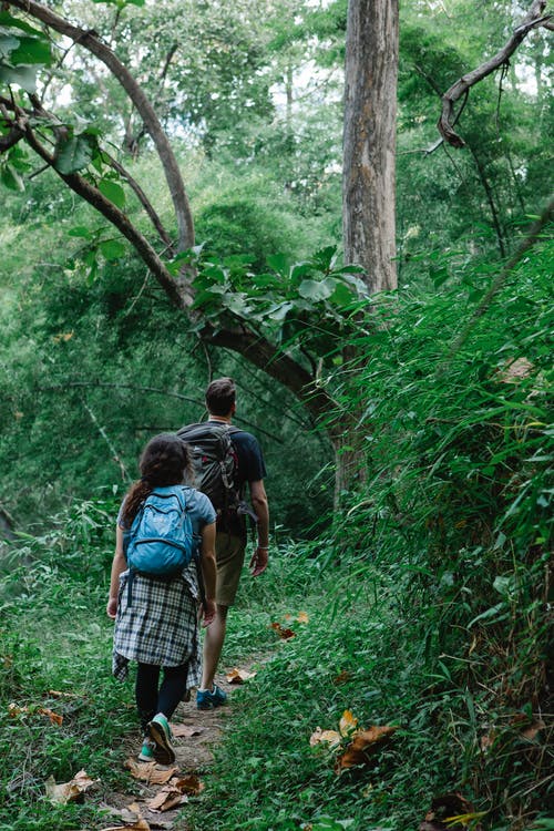 蓝色的t恤，背着蓝色的背包，走在绿色的植物之间的途径上的人 · 免费素材图片