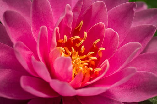 有关增长, 天性, 微妙的免费素材图片