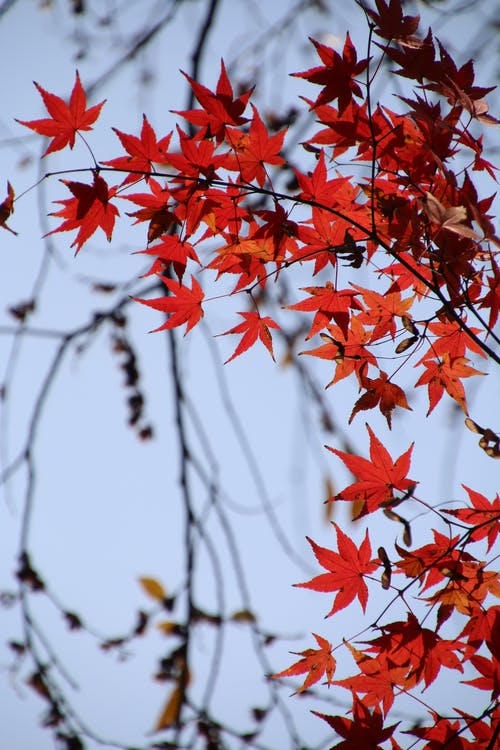 有关垂直拍摄, 增长, 天性的免费素材图片