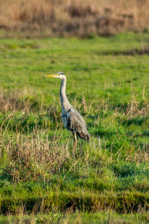 在绿草地上的灰鸟 · 免费素材图片