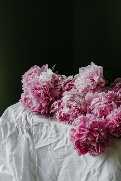 白色纺织品上的粉红玫瑰 · 免费素材图片