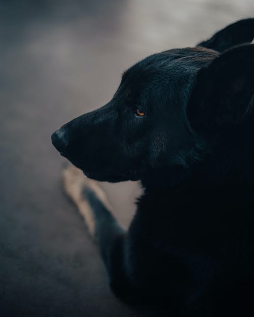 黑色短外套中号狗 · 免费素材图片