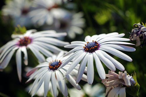 有关户外, 模糊背景, 特写的免费素材图片