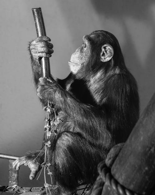 黑猴子在棕色的树枝上 · 免费素材图片