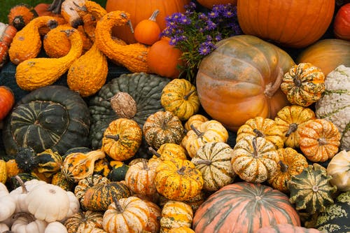 绿色和紫色植物上的橙色南瓜 · 免费素材图片