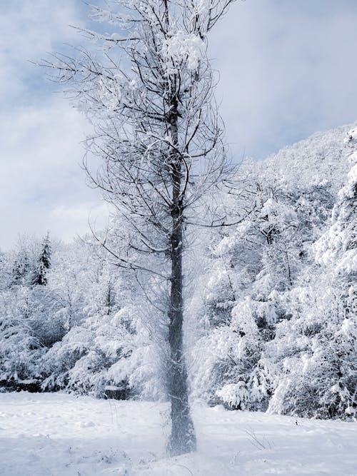 雪覆盖的树木和山 · 免费素材图片