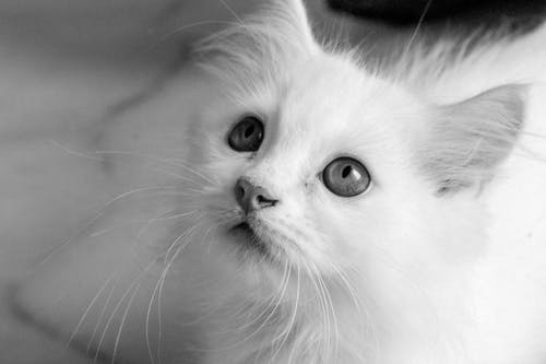 有关动物, 动物摄影, 单色的免费素材图片