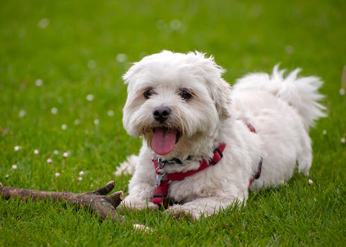 在绿草地上的白色长外套小狗 · 免费素材图片