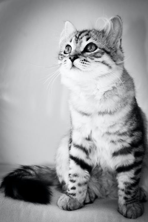 有关动物, 动物摄影, 单色的免费素材图片