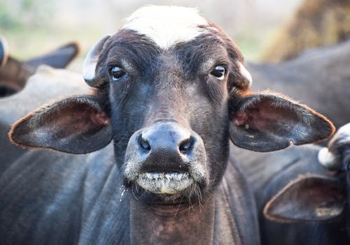 有关动物, 动物摄影, 水牛的免费素材图片