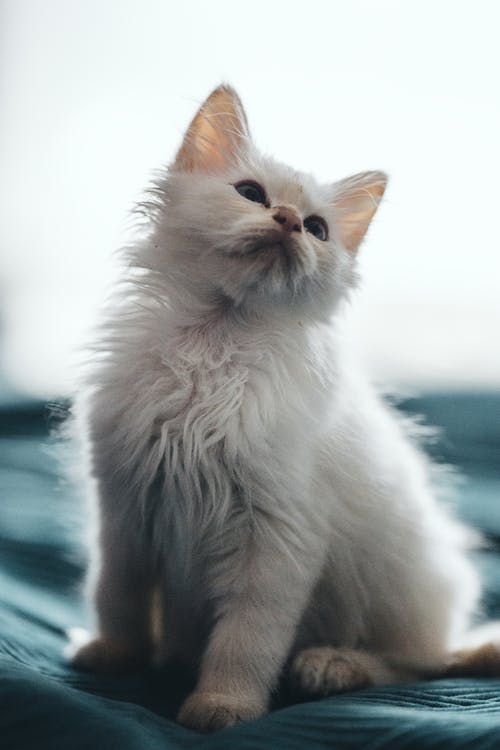 蓝色纺织白色长毛猫 · 免费素材图片