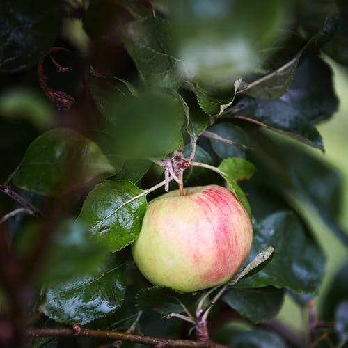 红色和绿色苹果果实 · 免费素材图片