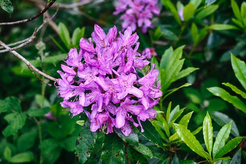 有关增长, 天性, 微妙的免费素材图片