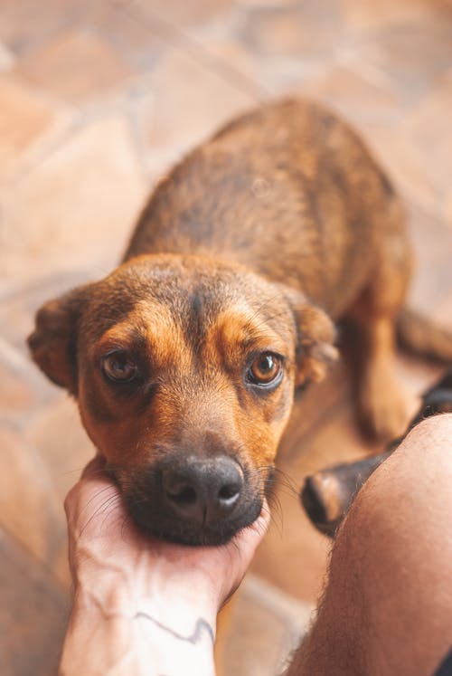 棕色和黑色短毛狗 · 免费素材图片